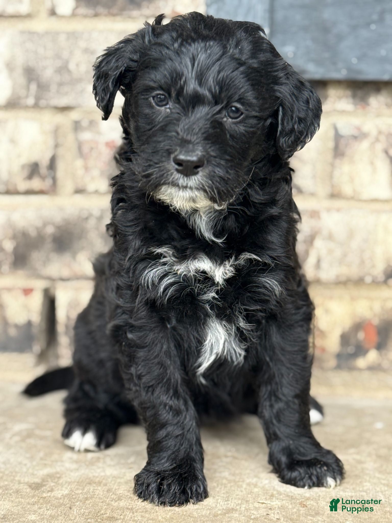 Mixed Breed dogs for sale: Female - Ad 4