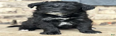 Female