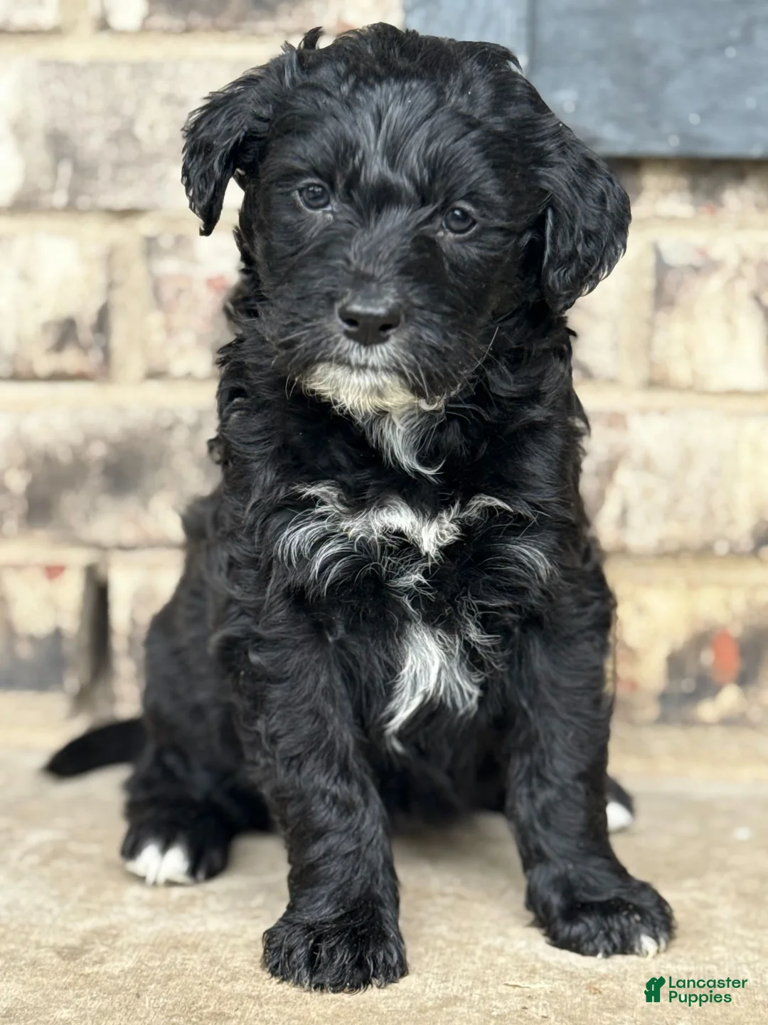 Mixed Breed dogs for sale: Female - Ad 1