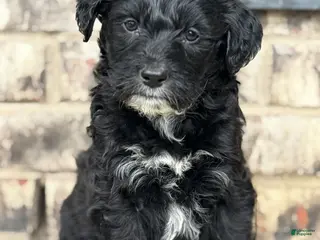 Mixed Breed dogs for sale: Female - Ad 4