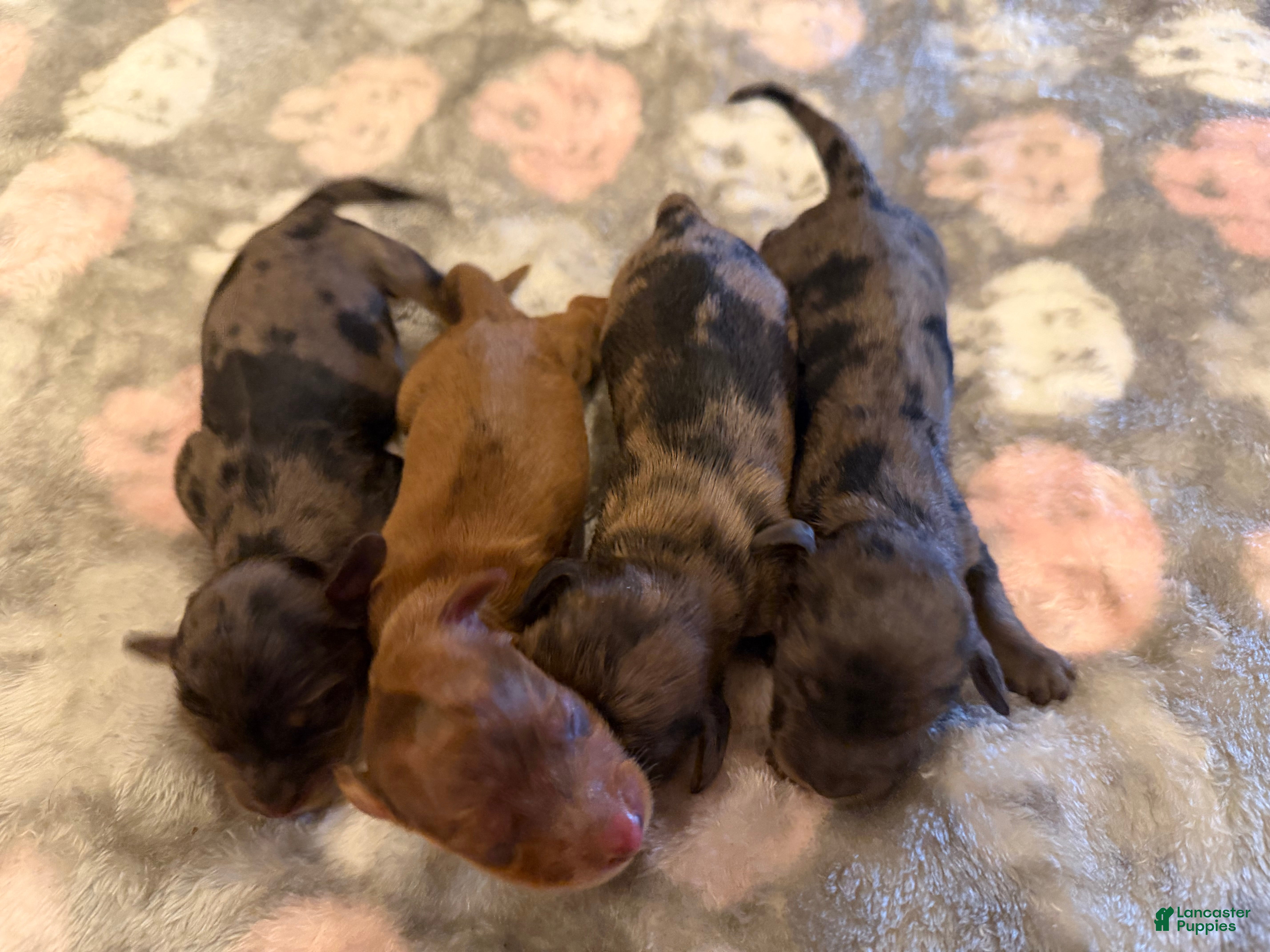 Miniature Dachshund dogs Black Dapple Boy - Ad 17