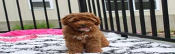 Cockapoo dogs for sale: Penny - Ad 3