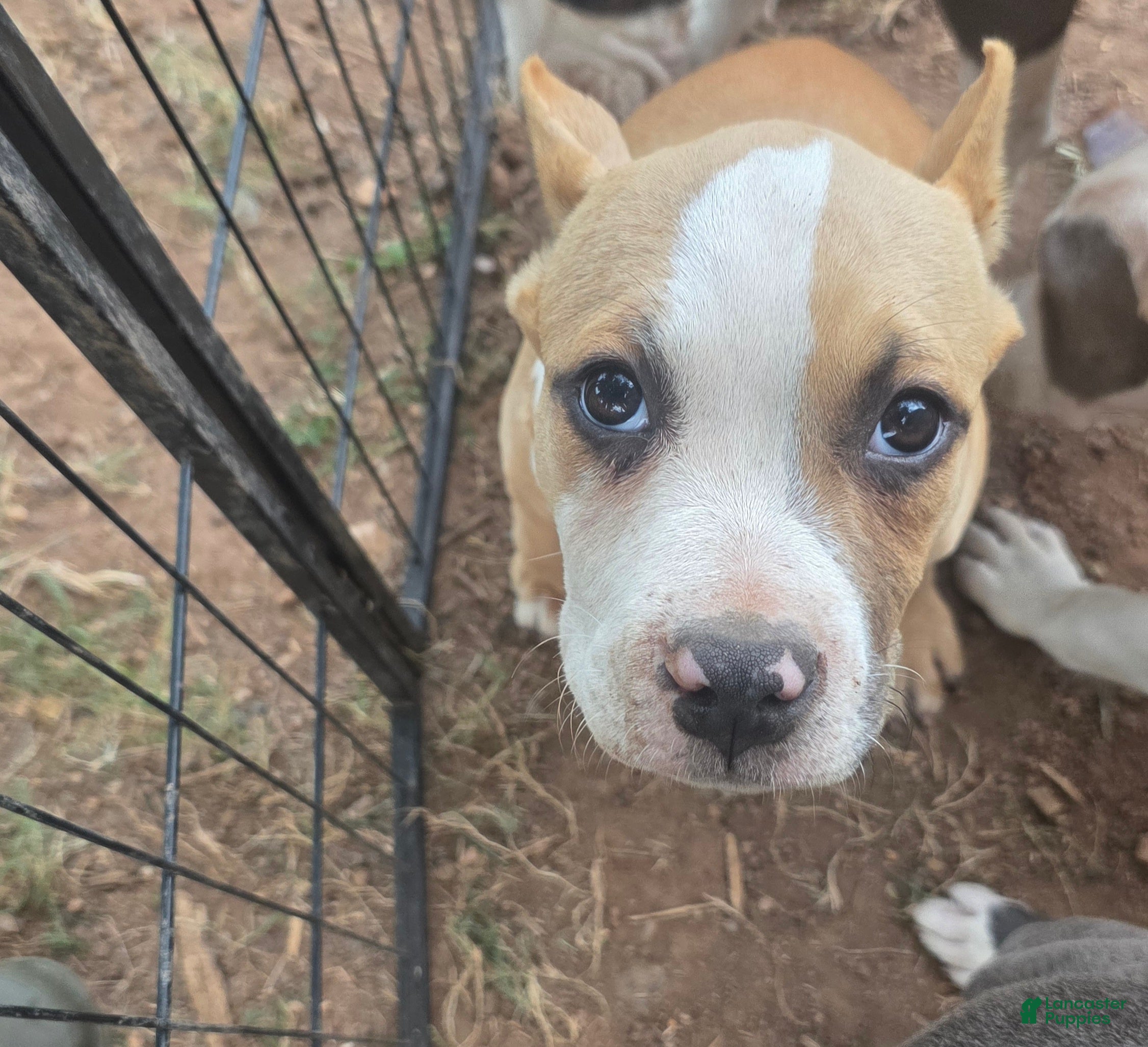 American Bully dogs Pocket Bully male 3 - Ad 39
