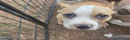 American Bully dogs for sale: Pocket Bully male 3 - Ad 1