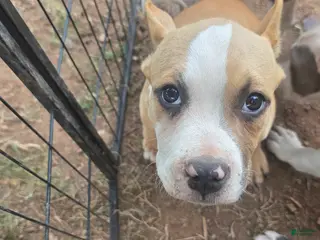 American Bully dogs Pocket Bully male 3 - Ad 39