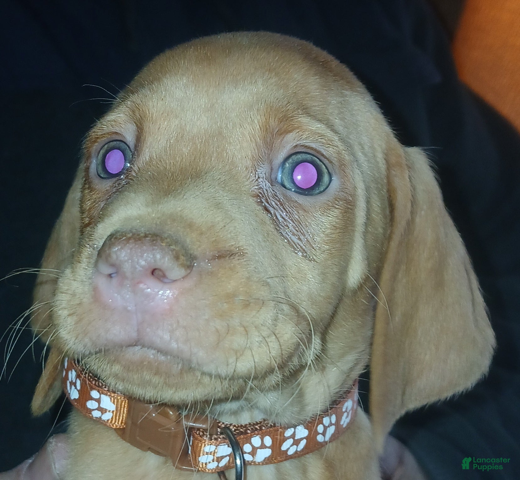 Vizsla dogs Vizsla Puppy 6 - Ad 18