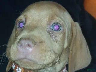 Vizsla dogs Vizsla Puppy 6 - Ad 18