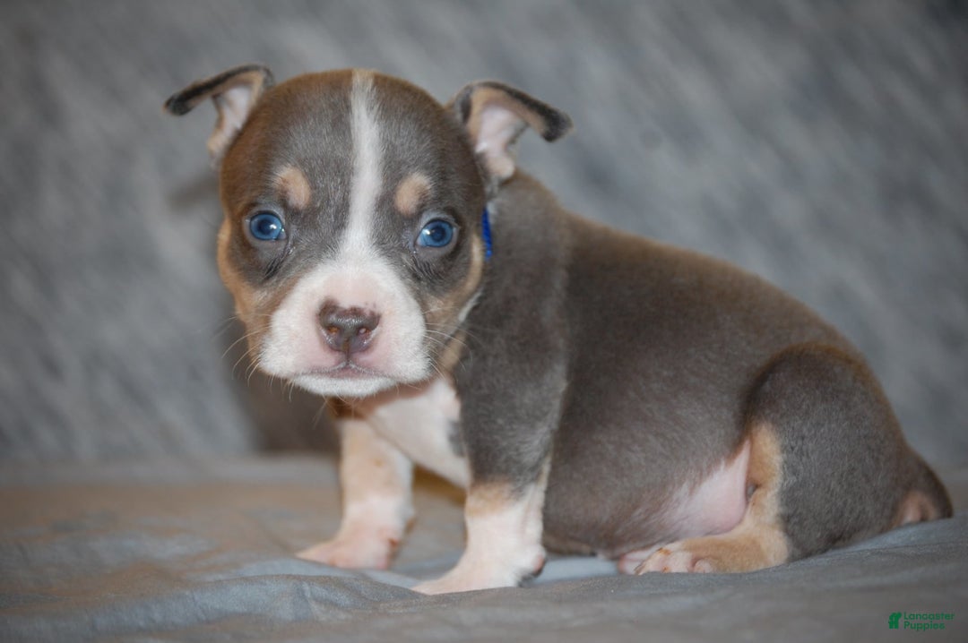 Tri Color Blue Bully Pitbull Puppies Tri Color Pitbull Blue Eyed