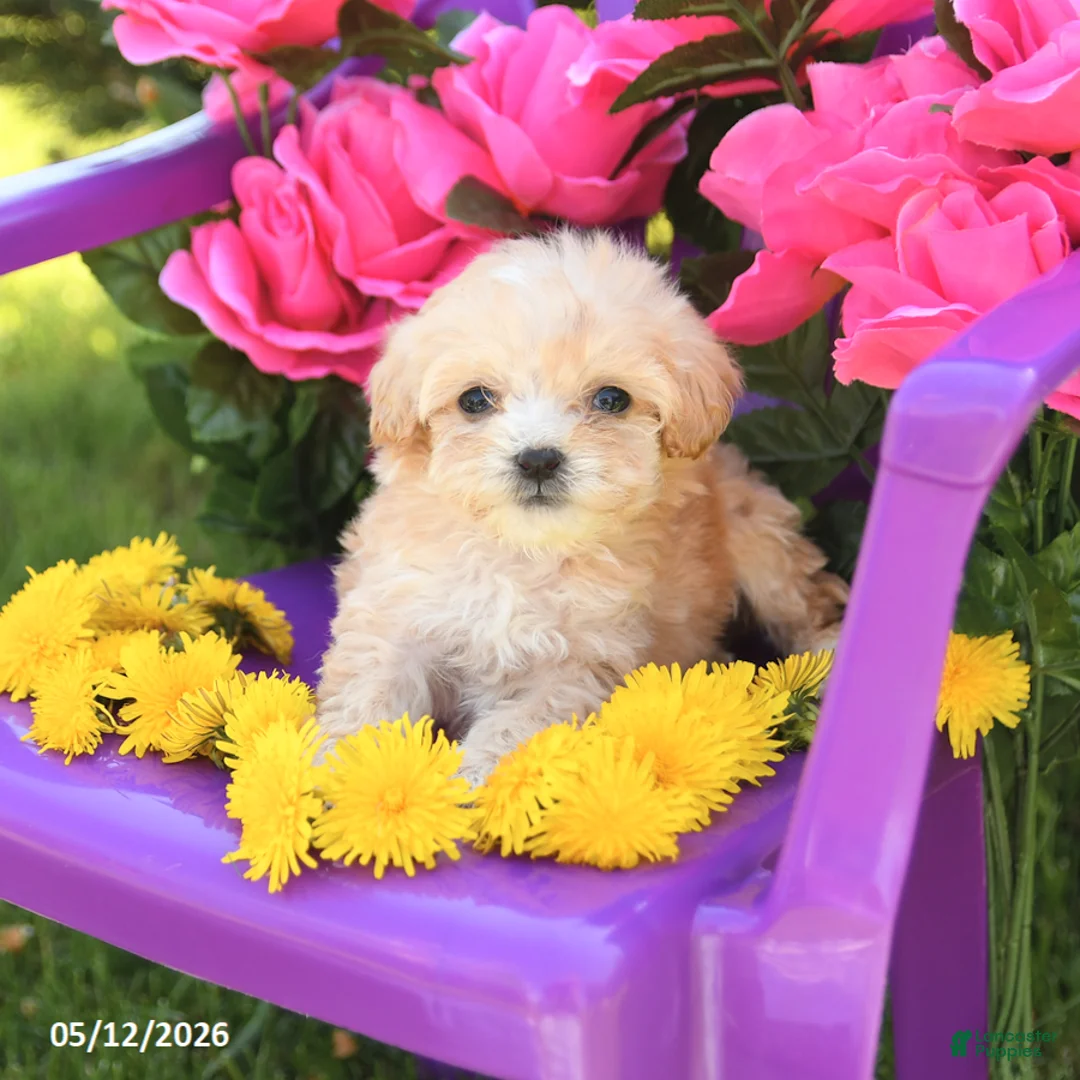 Maltipoo dogs for sale: Tootsie - Ad 2