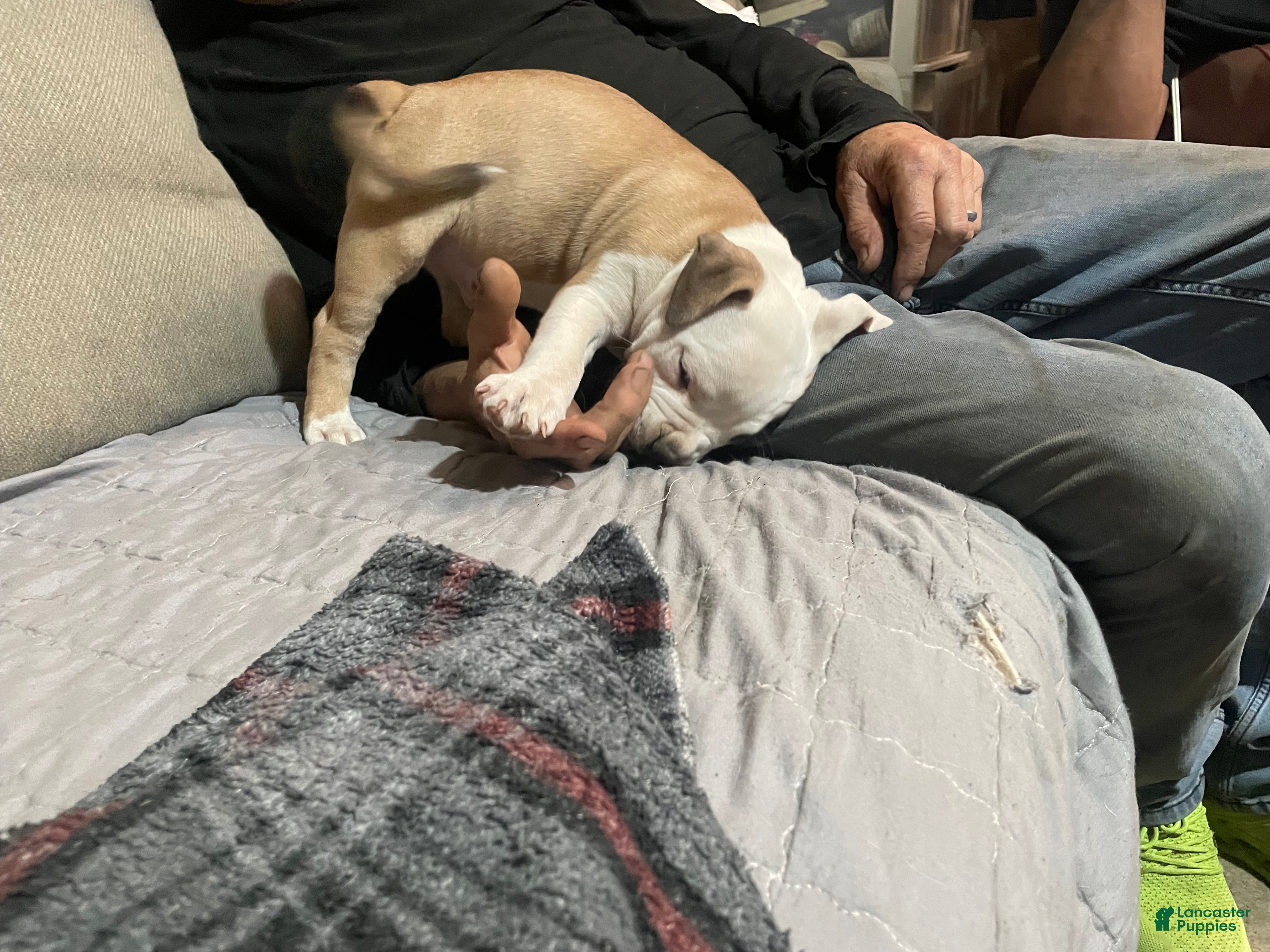 American Bully dogs  Male #1 - Ad 2