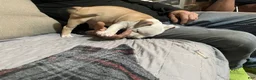 American Bully dogs for sale:  Male #1 - Ad 2