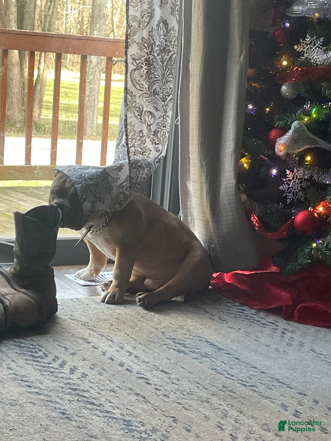 American Bully dogs for sale: American Bully Puppy 1 - Ad 3