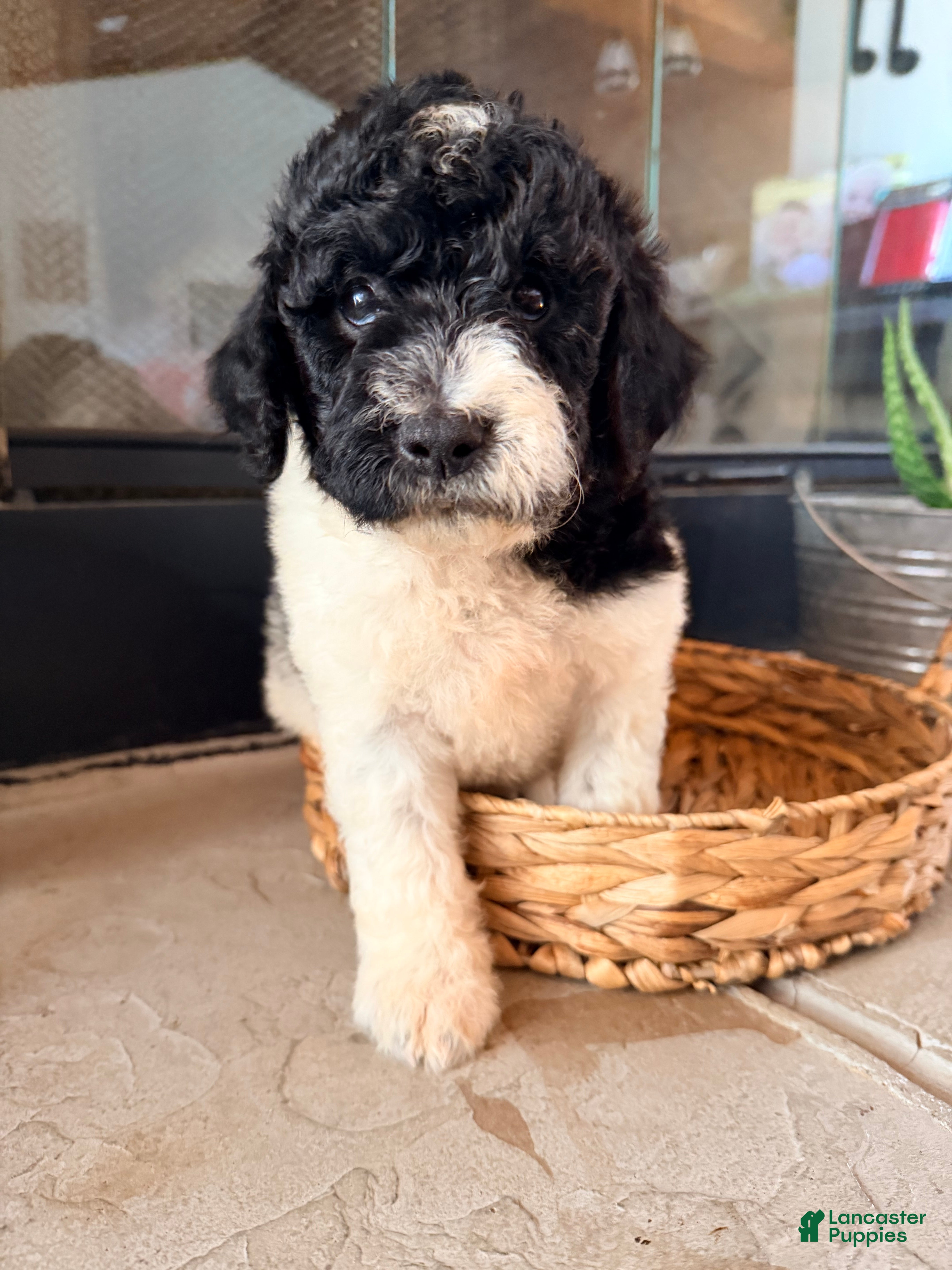 Mini Goldendoodle dogs Mini Goldendoodle Free shipping  - Ad 2