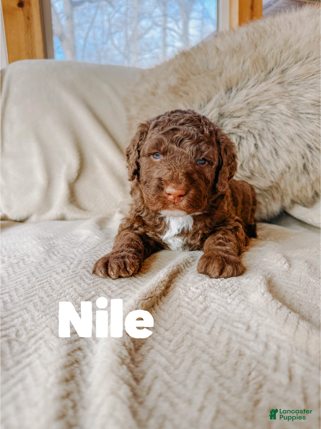 Saint Berdoodles dogs for sale: Nile - Ad 1