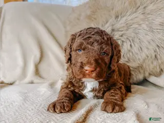 Saint Berdoodles dogs Nile - Ad 19