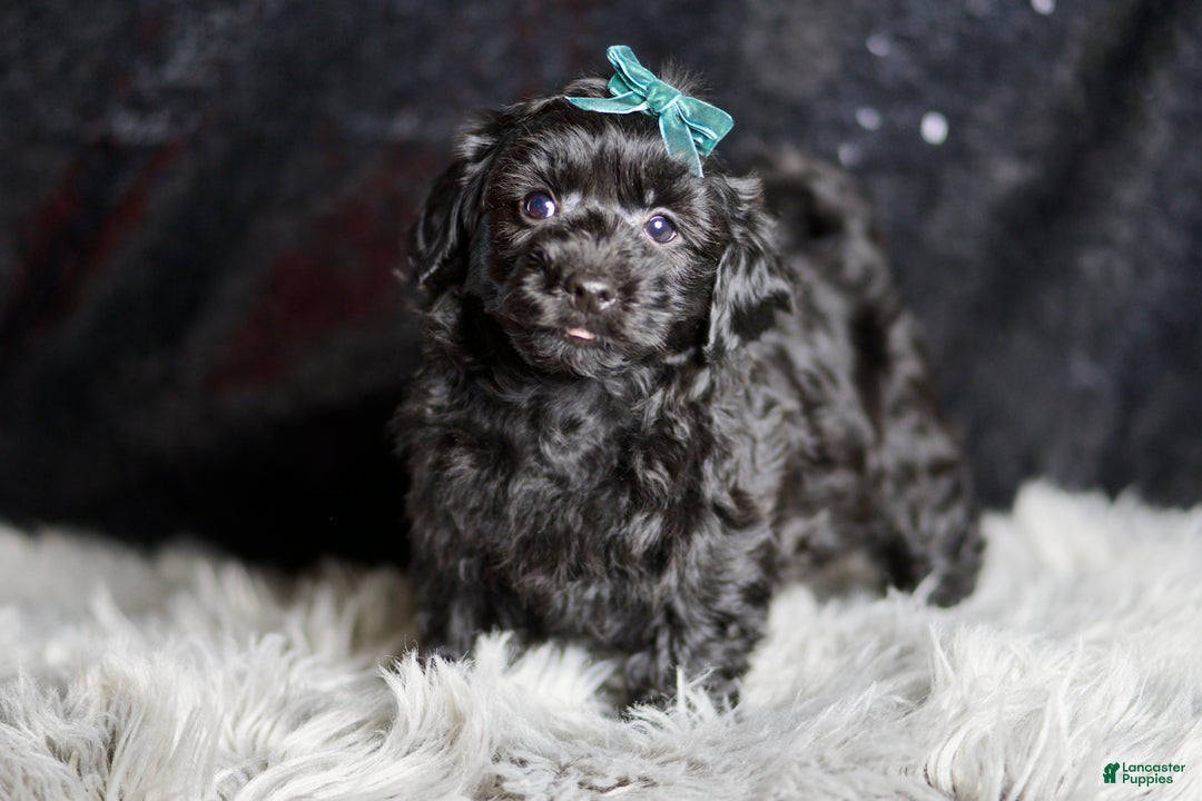 Yorkiepoo dogs for sale: Mickey Mouse - Ad 4