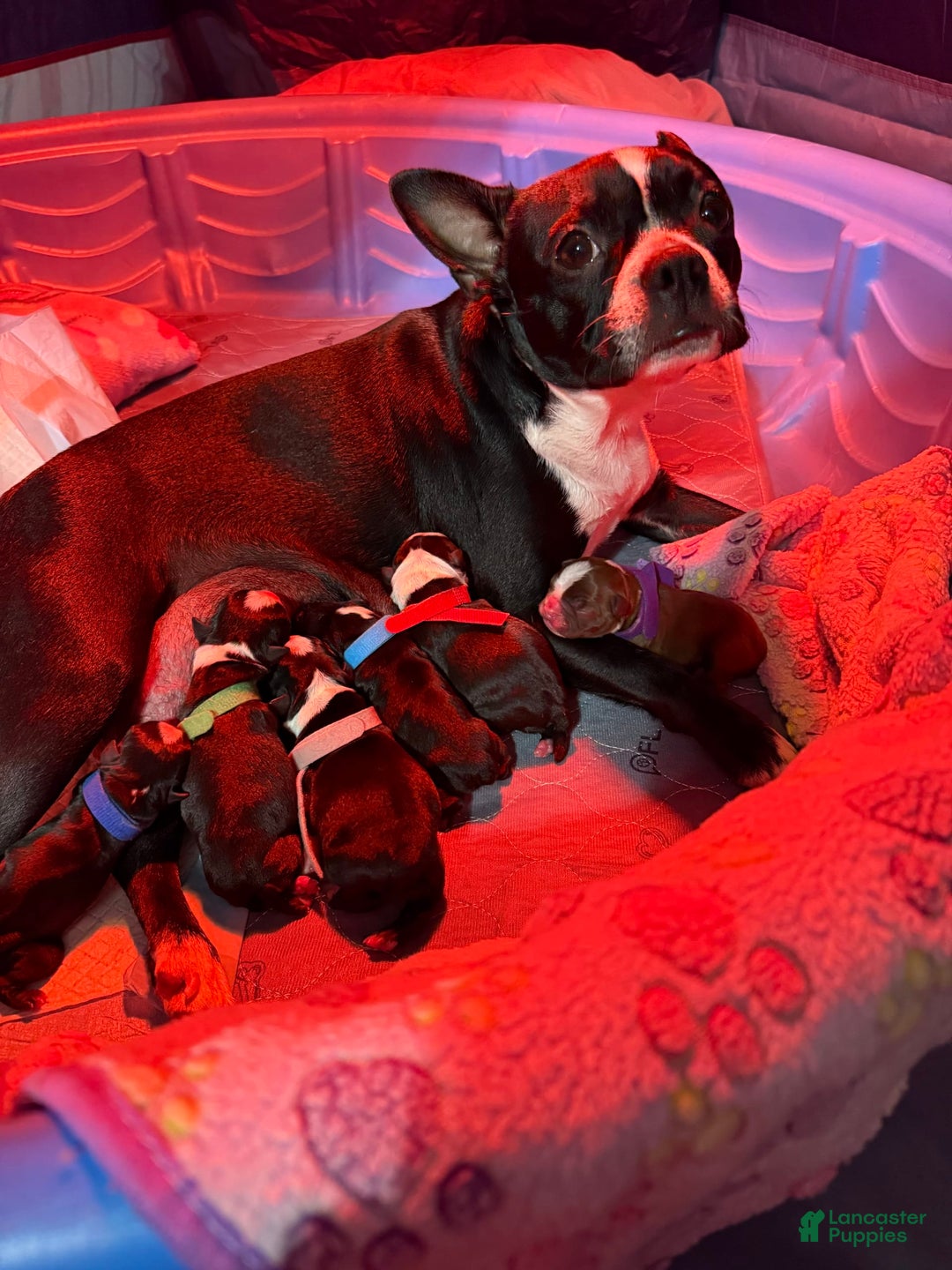 Gallery Image {{count}}