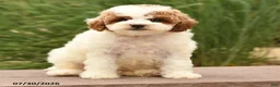 Toy Poodle dogs for sale: Marley - Ad 2
