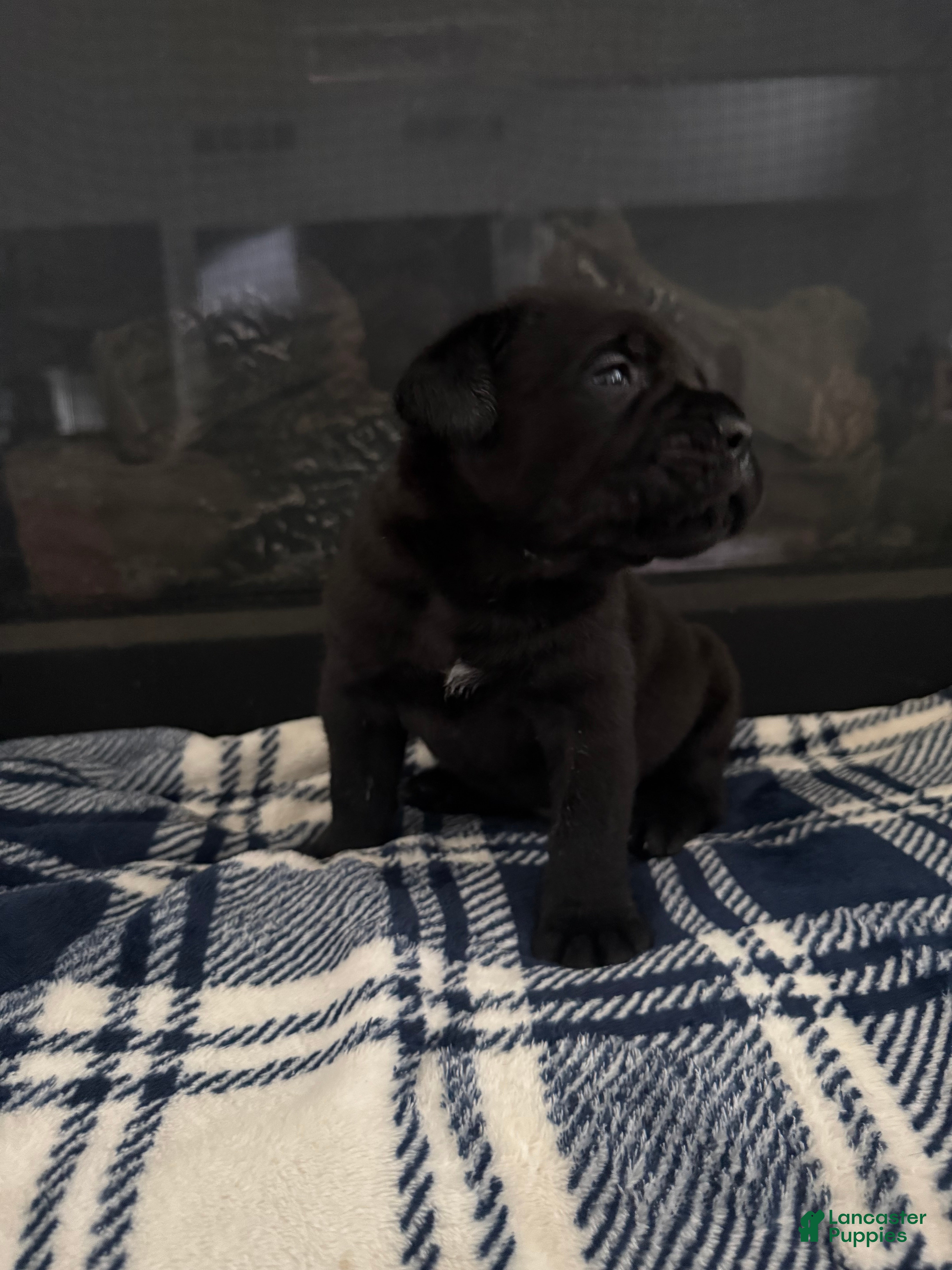 Cane Corso dogs Cane Corso Puppy 3 - Ad 2