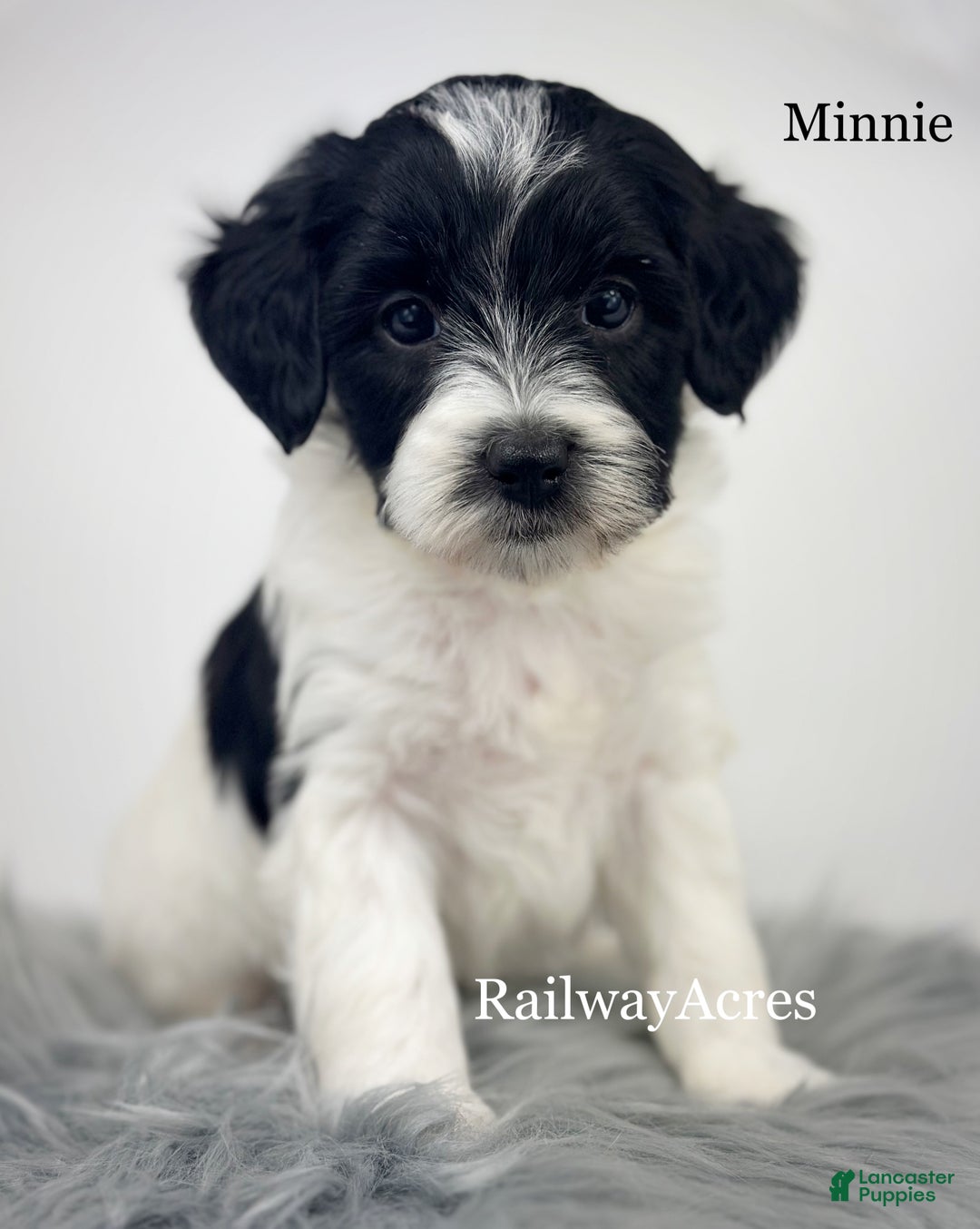 Mixed Breed dogs for sale: Minnie - Ad 2