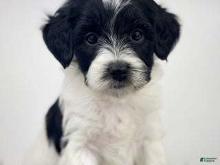 Mixed Breed dogs - Ad 28