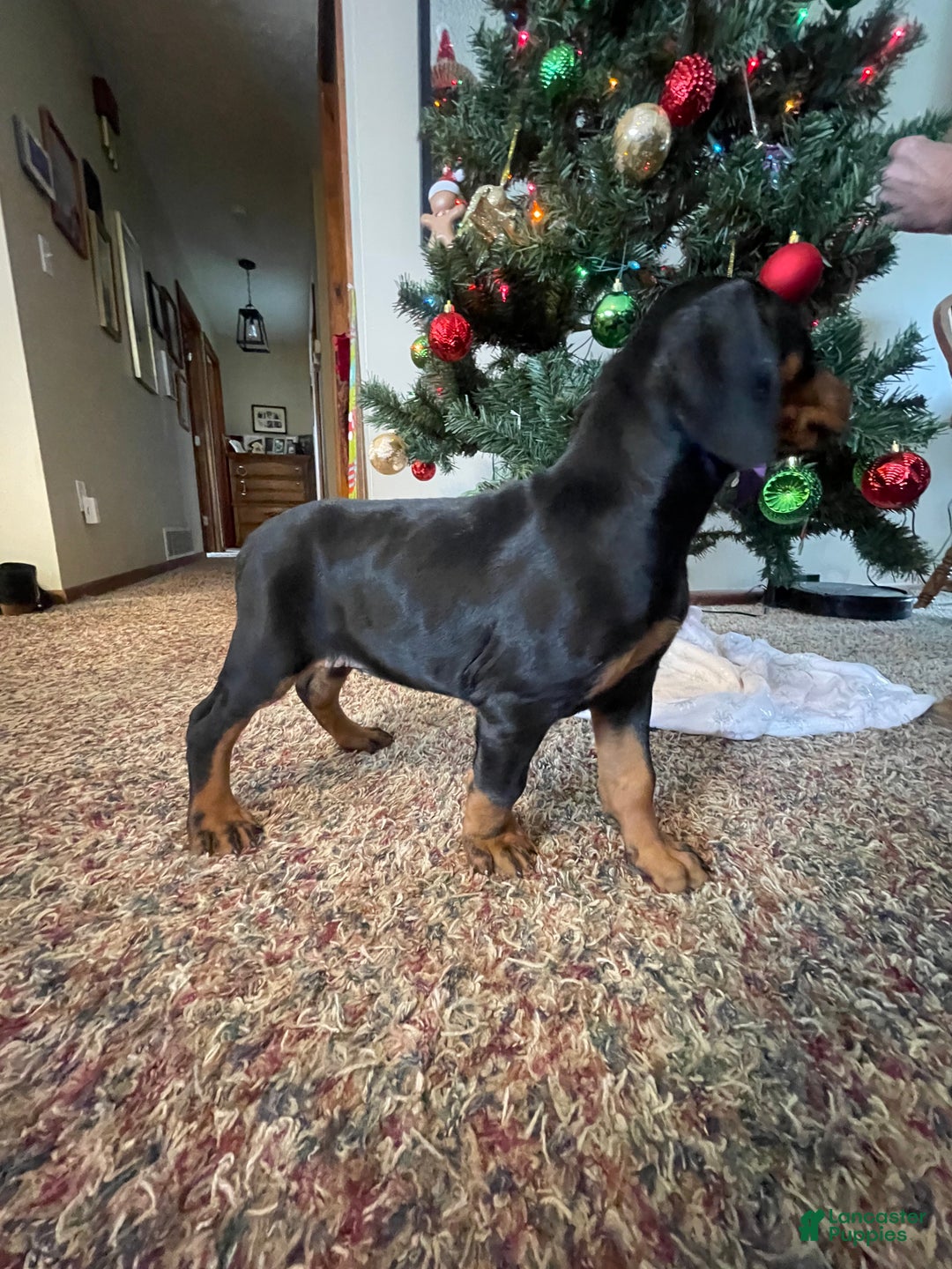 French Bulldog dogs for sale: Snail - Ad 29