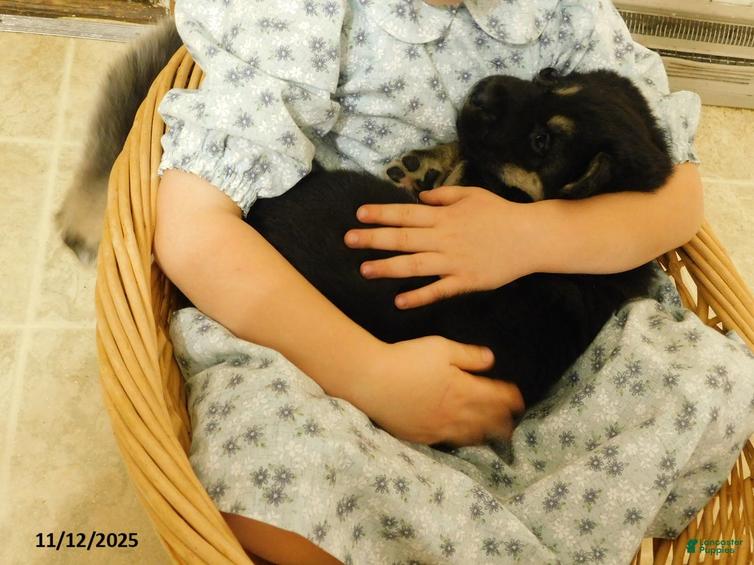 German Shepherd dogs for sale: Truffles - Ad 4