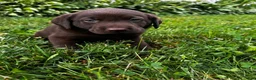Labrador Retriever dogs for sale: Briar - Ad 2