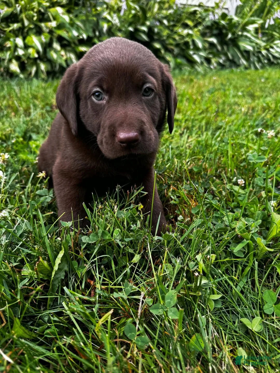 Labrador Retriever dogs for sale: Briar - Ad 2