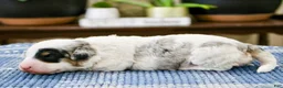 Mini Bernedoodle dogs for sale: Tessie  - Ad 7