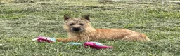 Cairn Terrier dogs for sale: Emma  - Ad 1