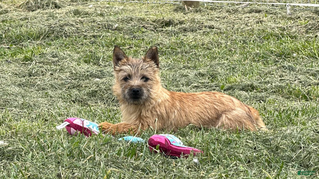 Cairn Terrier dogs for sale: Emma  - Ad 1