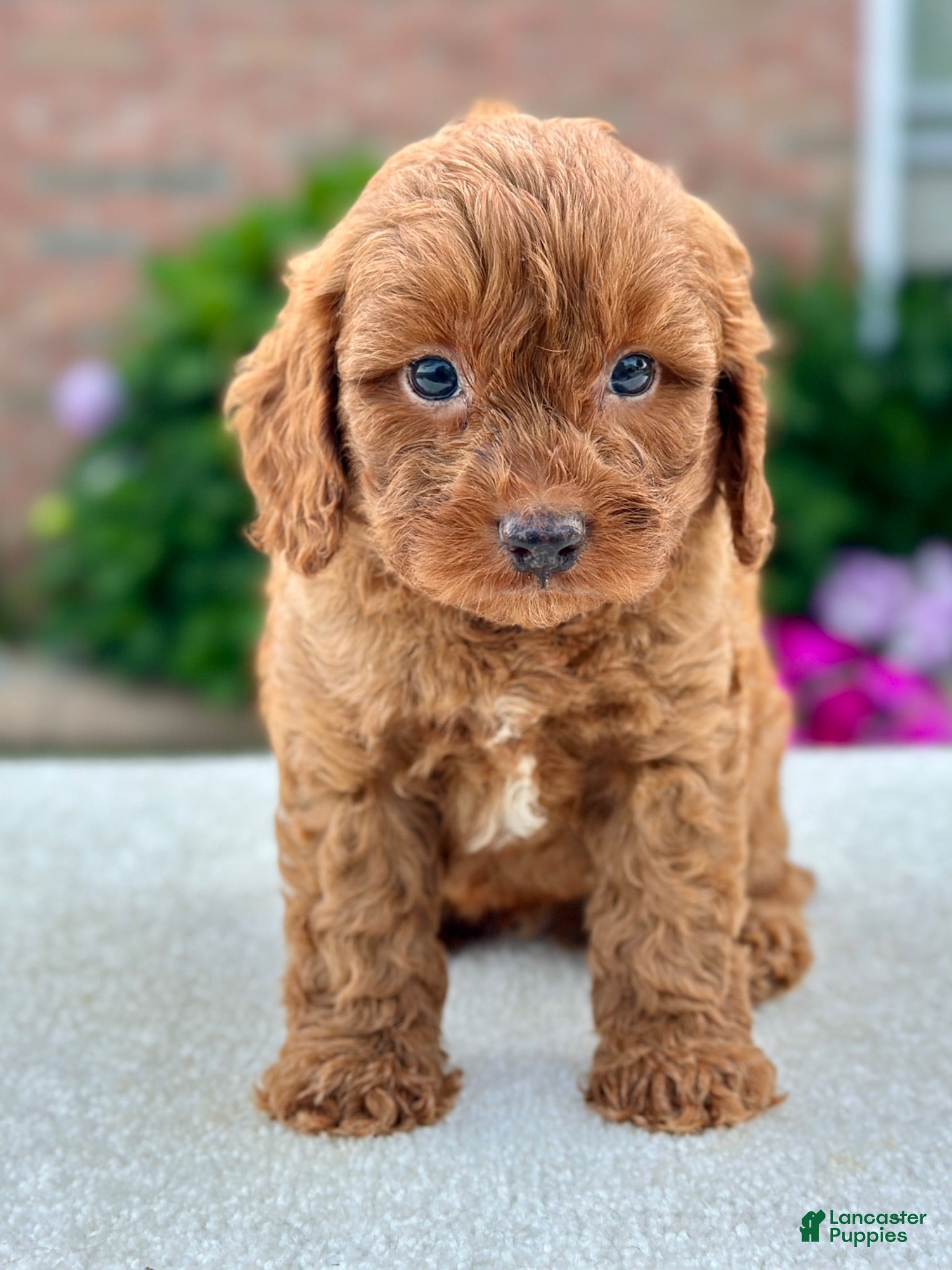 Cavapoo dogs Joey 104875 - Ad 1