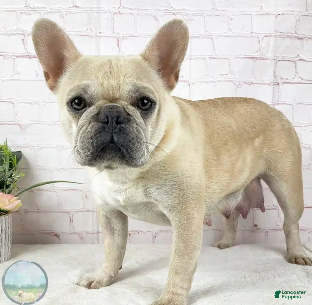 French Bulldog dogs for sale: Marlow French Bulldog Puppy  - Ad 4