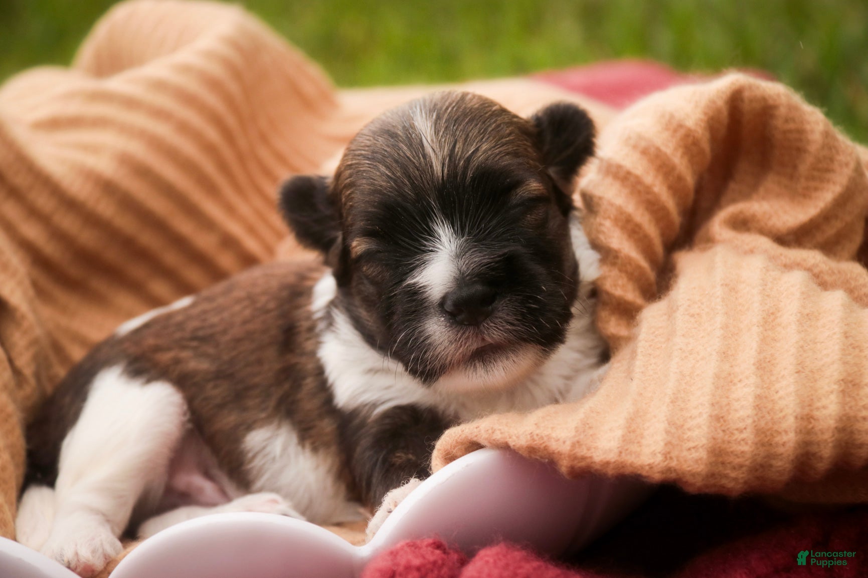Havanese dogs Rookie Havanese  - Ad 1