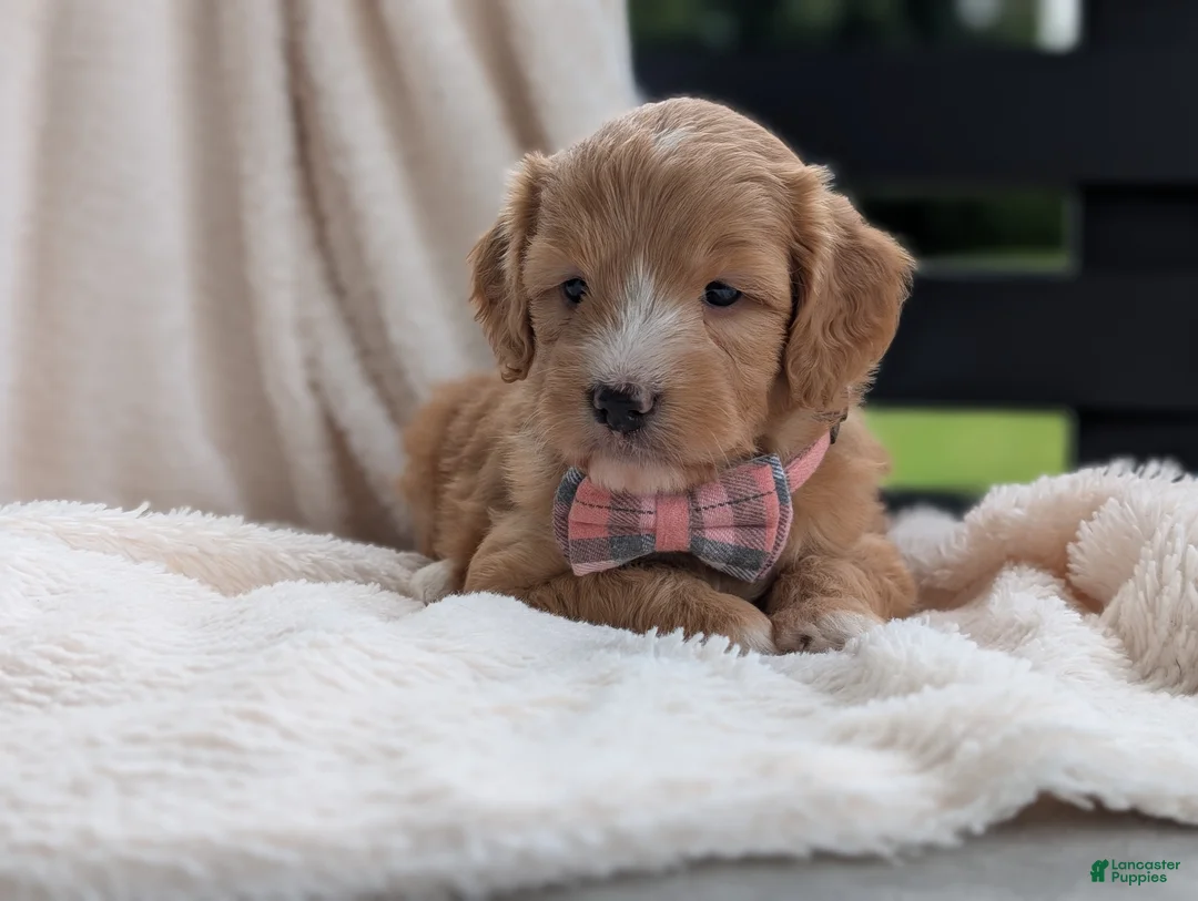 Mini Goldendoodle dogs for sale: Princess - Ad 8