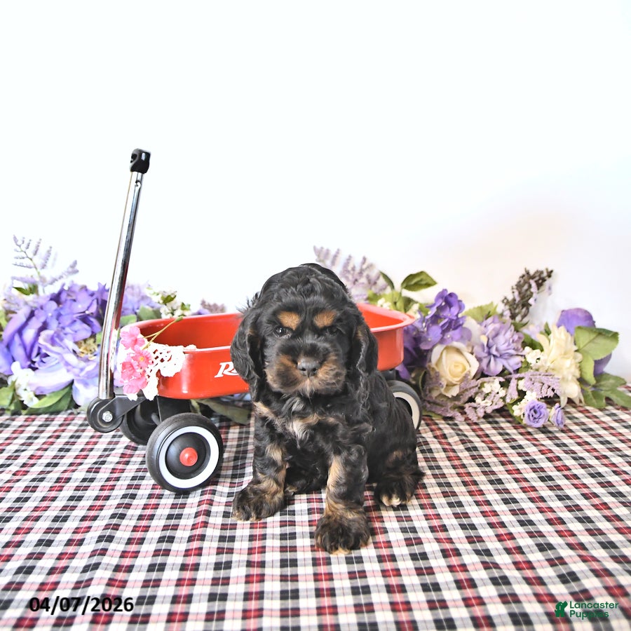 English Cocker Spaniel dogs Cassandra - Ad 1