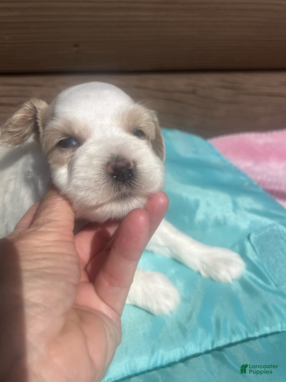 Miniature Schnauzer dogs for sale: Marcus (Dark wheaten, one blue eye & one hazel eye) - Ad 1