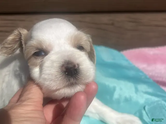 Miniature Schnauzer dogs for sale: Marcus (Dark wheaten, one blue eye & one hazel eye) - Ad 1