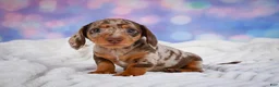 Miniature Dachshund dogs for sale: Bowser - Ad 8