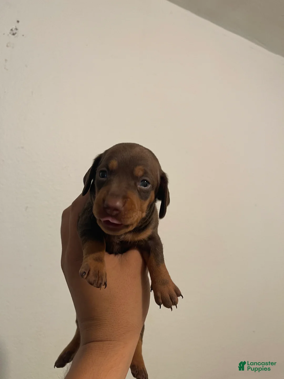 Miniature Dachshund dogs for sale: Miniature Dachshund 3 - Ad 1