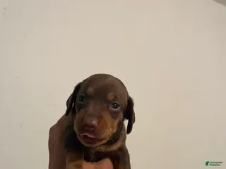 Miniature Dachshund dogs Miniature Dachshund 3 - Ad 30