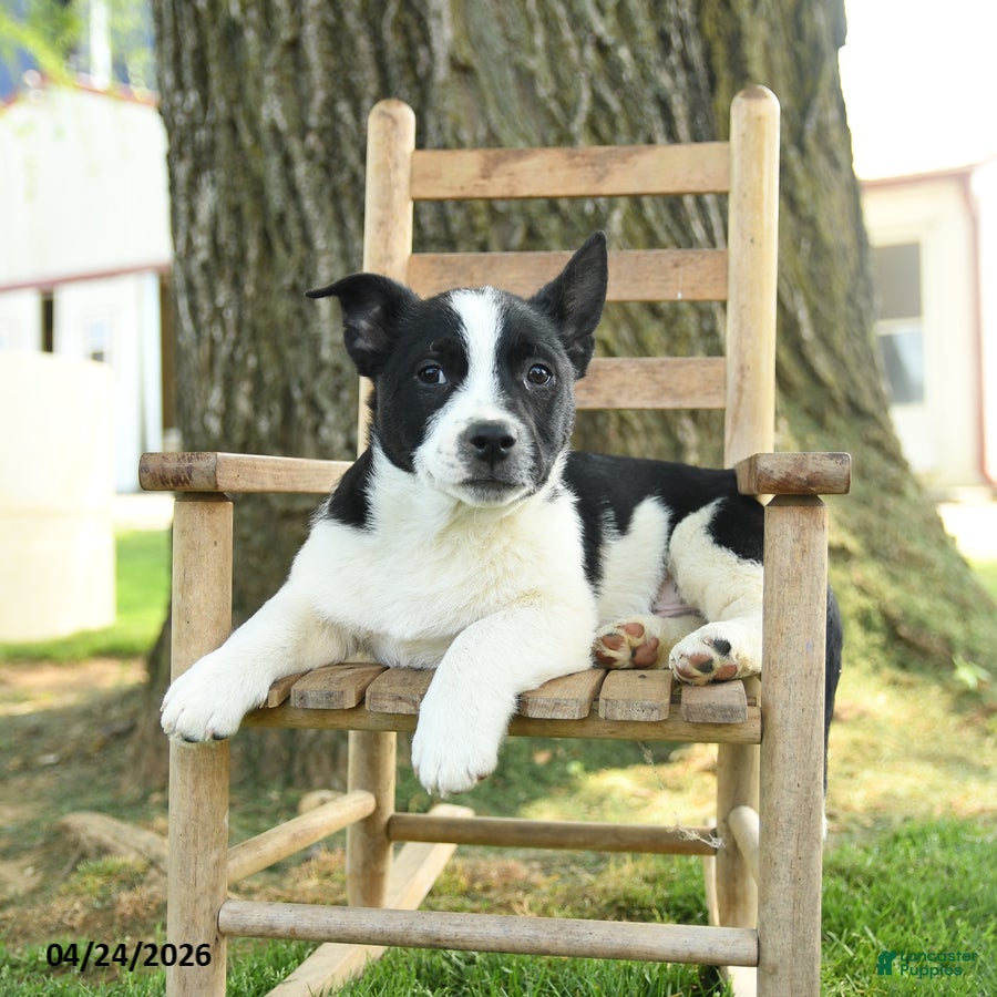 Mixed Breed dogs Ollie - Ad 2