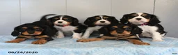 Cavalier King Charles Spaniel dogs for sale: Sunset - Ad 3