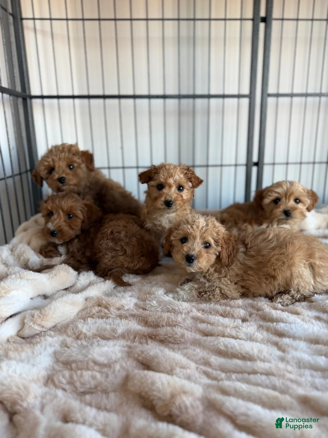Maltipoo dogs for sale: Toby - Ad 7