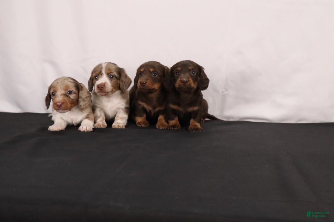 Dachshund dogs for sale: Cocoa - Ad 12