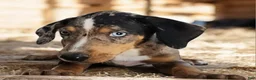 Catahoula Leopard Dog dogs for sale: Jesse 2026 F3 - Ad 4