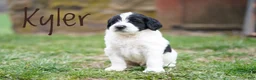 Portuguese Water Dog dogs for sale: Kyler - Ad 3