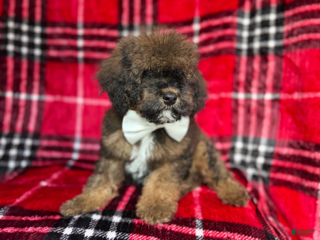 Cockapoo dogs for sale: Nacho - Ad 2