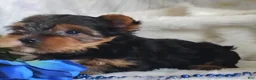 Yorkshire Terrier dogs for sale: Lance - Ad 3